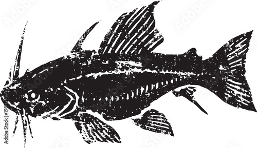 Detailed vintage engraving of a catfish with barbels and fins in black ink illustration