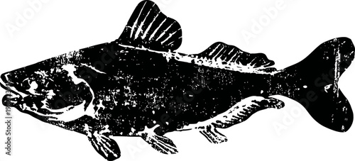 Vintage black and white detailed fish illustration with scales and fins, aquatic animal design