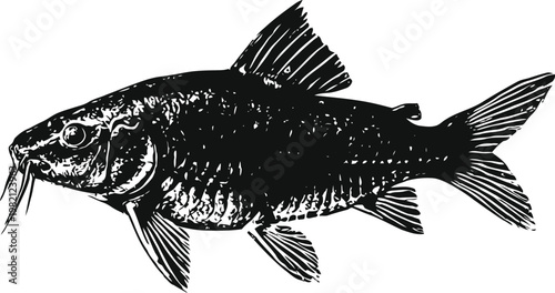 Detailed black and white illustration of a barbel fish showing fins, scales, and barbels