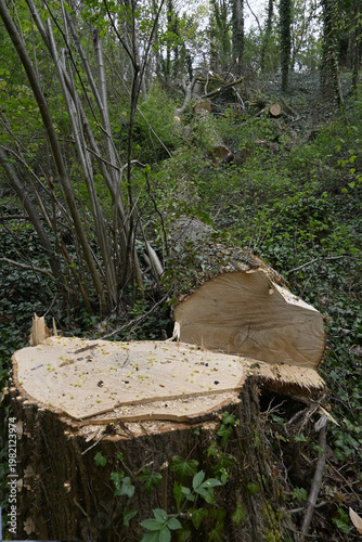 Wallpaper Mural gafällter baum Torontodigital.ca