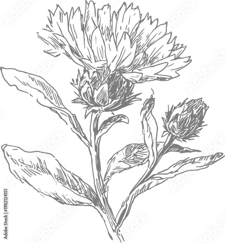 hand drawn botanical illustration of a blooming cornflower with leaves and unopened bud