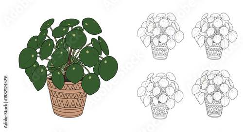 Chinese money plant pilea peperomioides in a patterned ceramic pot shown in colored version and multiple black line art variations.