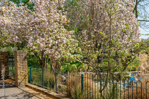 Ornamental cherry blossom trees in Holland park, London, UK