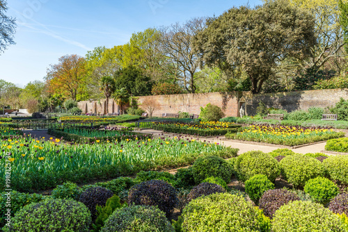 Tulips in the Dutch Garden in Holland Park, London, UK