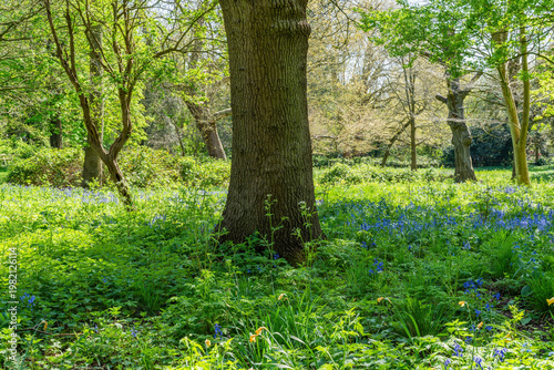 Bluebells in Holland park, London, UK