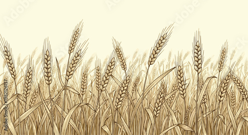 Detailed vintage style illustration of a golden wheat field with numerous ripe stalks of grain swaying together.