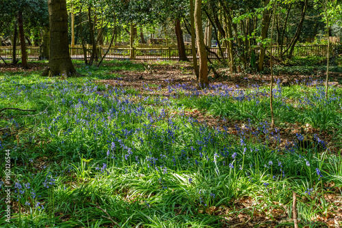 Bluebells in Holland park, London, UK