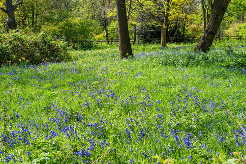 Bluebells in Holland park, London, UK