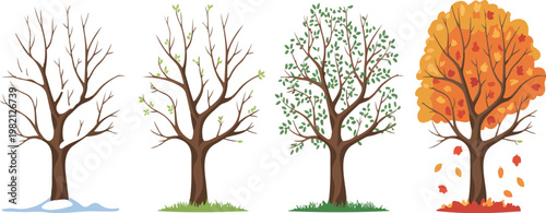 Cartoon tree collection with seasonal trees for winter, spring, summer and autumn, colorful nature vector set