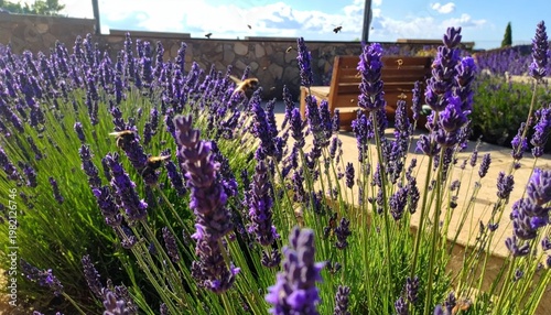 Bees buzzing around purple lavender in a garden setting, sunshine