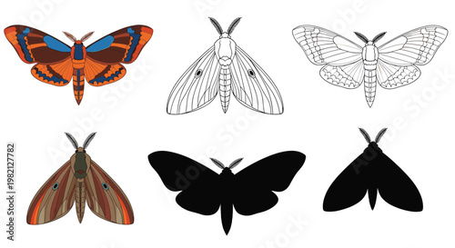 Scientific collection of moth species presented in various visual styles including colored, detailed line work, and solid silhouettes.