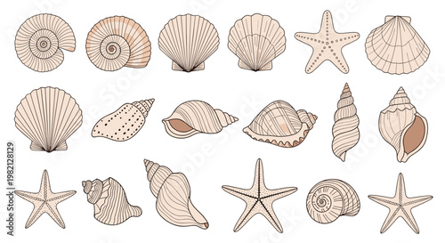 Large variety of detailed seashells and starfish species from the ocean shore arranged in a neat grid for beach themes.