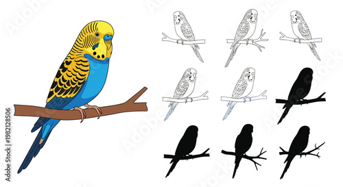 Budgerigar parrot perched on a branch shown in a detailed color illustration alongside multiple line art and silhouette variations.