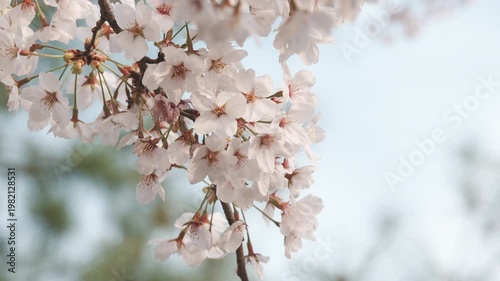Stunning Sakura Flowers on a Tree Branch with Soft Bokeh Background