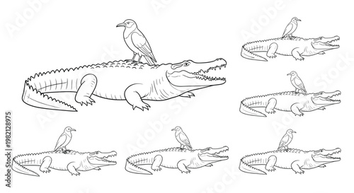 Detailed sketches of a large crocodile with a small bird standing on its back showing various poses in a clean black line art style.