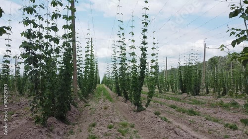 Field of young hop climbing on wire supports on poles