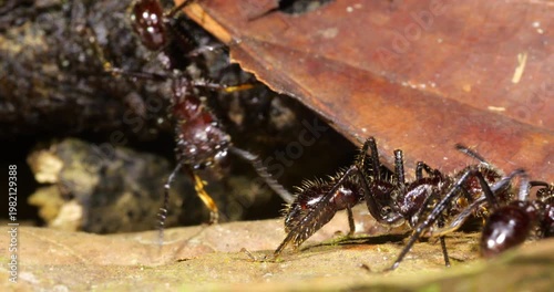 Bullet Ant, (Paraponera clavata) close up of several individuals foraging in the leaf litter. One of the biggest Amazonian ants and famed for its powerful sting. 