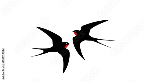 Two black birds with red throats flying side by side