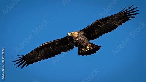 Majestic Golden Eagle Soaring Through Clear Blue Sky.