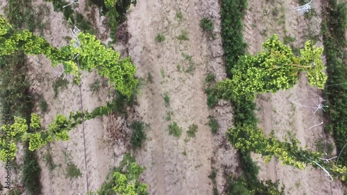 Field of ripening hop climbing on wire supports, aerial view
