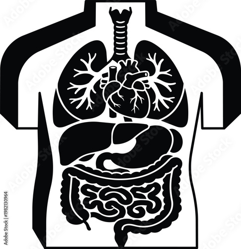 Black and white vector art human torso with heart lungs liver stomach and intestines