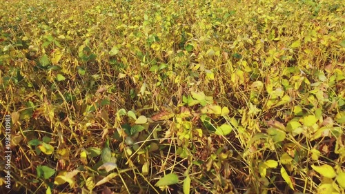 Soybean stems with ripening pods on field, aerial view