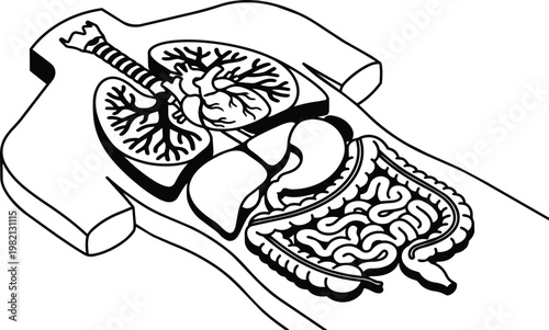 Black and white anatomical torso showing lungs liver stomach and intestines vector art