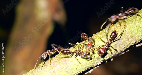 Bullet Ants (Paraponera clavata),  a group foraging for nectar. Shot in the wild just before dawn. Napo province, Ecuador. One of the biggest Amazonian ants and famed for its powerful sting. 