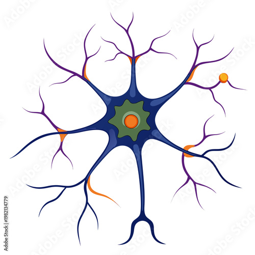Detailed Neuron Cell Structure Illustration