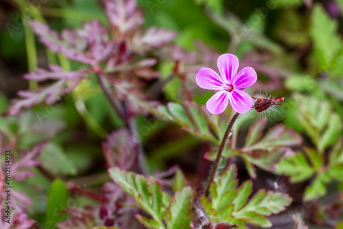 Foto Géranium sauvage fleur en macro