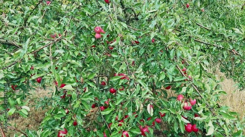 Wet apple branches with red apples hanging down during a rain