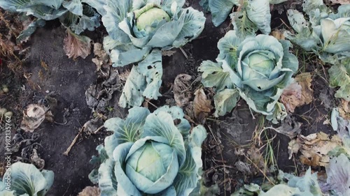 Field of late white cabbage, top view in overcast morning