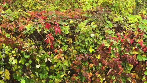 Maiden grapes with wet autumn leaves creeping on retaining wall