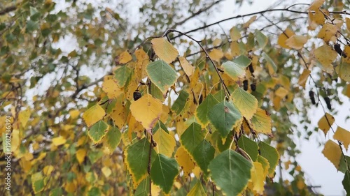 Birch branches with autumn leaves hanging down in overcast day