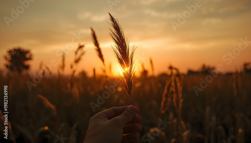 Golden sunset over a peaceful wheat field in the countryside