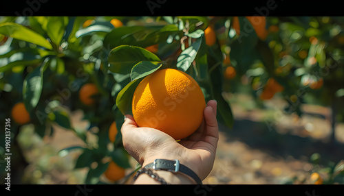 Fresh ripe oranges hanging on a citrus tree