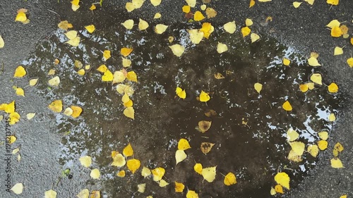 Fallen yellow birch leaves in rainwater puddle on asphalt surface
