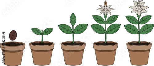Coffee plant growth stages from seed to flower in clay pots flat vector illustration for agriculture and coffee production