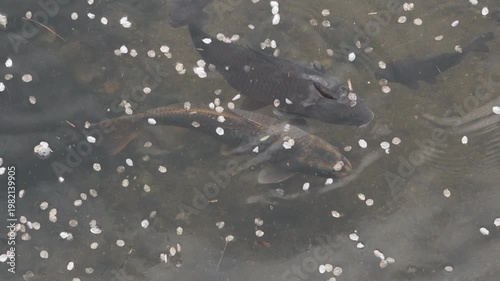 High Angle Shot of Large Fish in a Traditional Garden Pond with Flower Petals