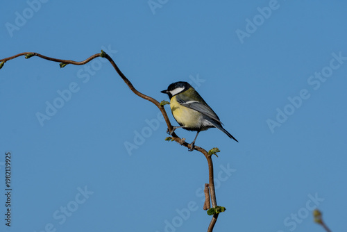 Photos A Great tit (Parus major) perched on a thin branch. 