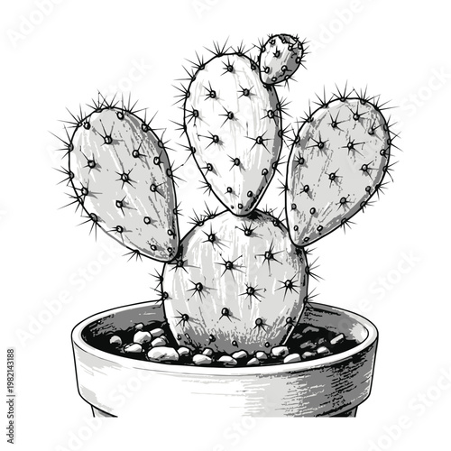 Opuntia Cactus Plant in a Pot Sketch Hand Drawn Botanical Drawing Isolated on White Background