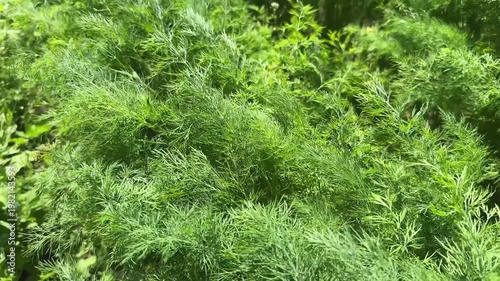 Young dill plants on field in sunny day, top view