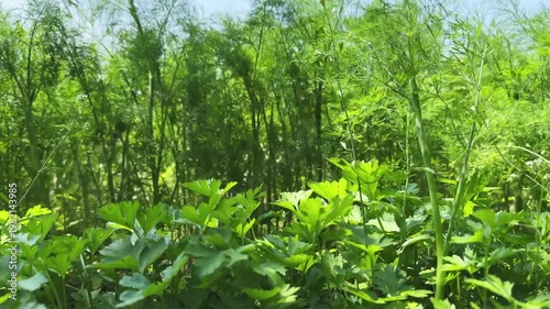 Young dill and parsley on field, bottom view close-up