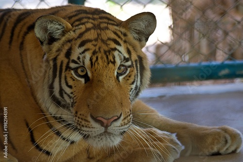 Photography Tiger in zoo surroundings