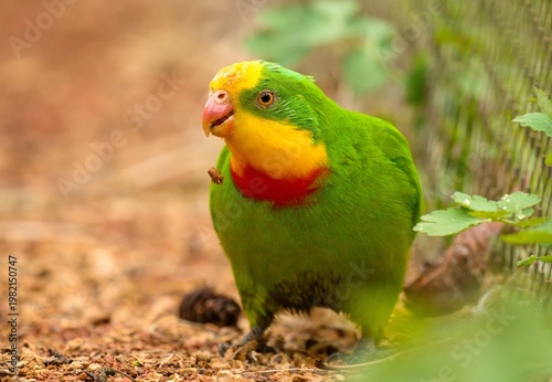 фотографія Superb parrot