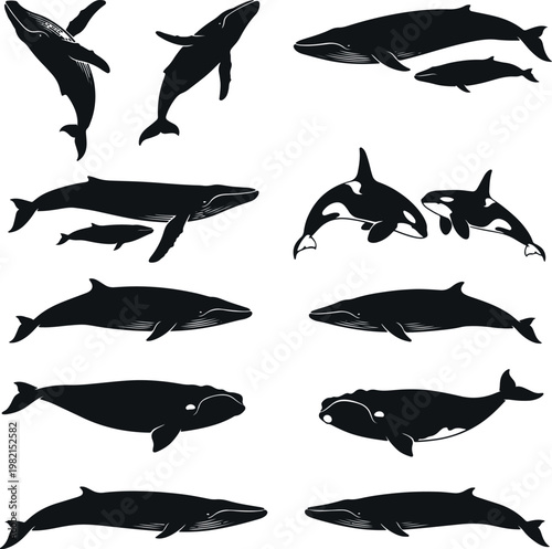 Set of various whale silhouettes