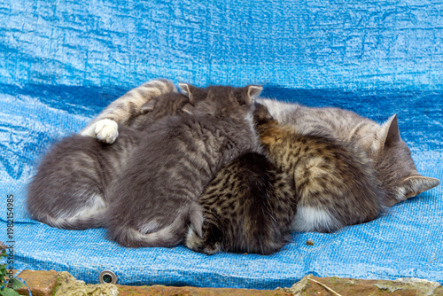 A mother cat lies on her side, nursing her four kittens. A blue tent is in the background.