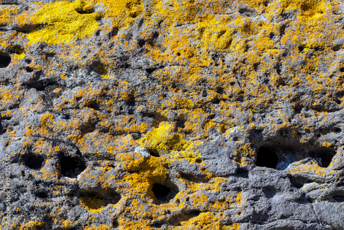 A close-up view of a rock with irregularities and holes covered in bright orange and brown lichen