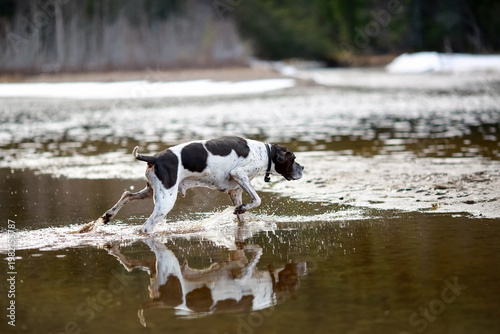 Dog english pointer