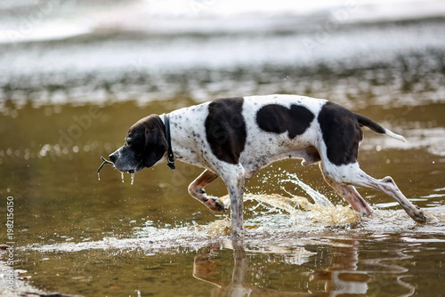 Dog english pointer